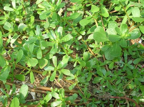 Totally Sustainable: Edible Wild Plant - Purslane (Portulaca oleracea)