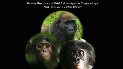 This is how wild apes reacted to camera traps in the African bush | Science, Climate & Tech News ...