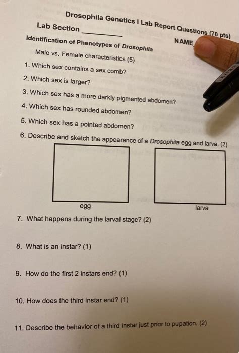 Solved Drosophila Genetics I Lab Report Questions (70 pts) | Chegg.com