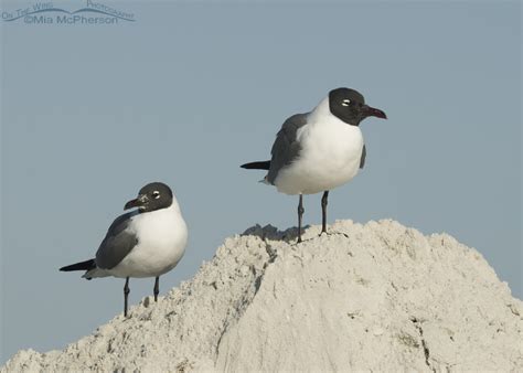 Pair of Laughing Gulls resting on a mound of sand – Mia McPherson's On ...