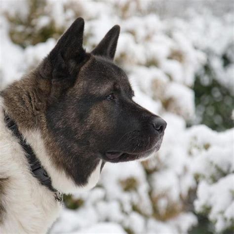 American Akita - Temperament, Lifespan, Shedding, Puppy