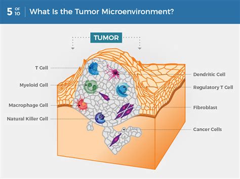 What Is Cancer? - National Cancer Institute