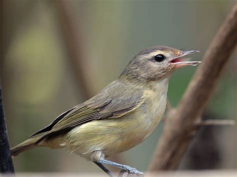 Warbling Vireo | Audubon Field Guide