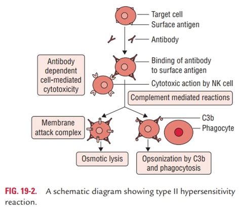 Type II (Cytotoxic) Hypersensitivity