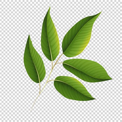 Green leaves on transparent background 455530 Vector Art at Vecteezy