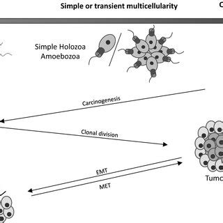 Unicellularity and multicellularity in the evolution of life and of... | Download Scientific Diagram