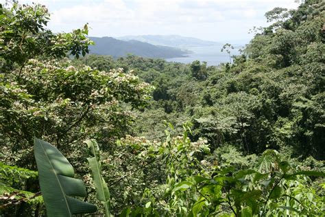 Costa Rica Rain Forest Free Stock Photo - Public Domain Pictures