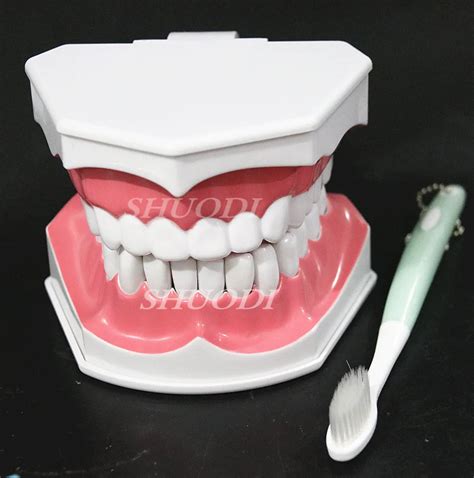 teeth model brush teaching models Removable Lower Teeth,Dental Adult standard oral model early ...