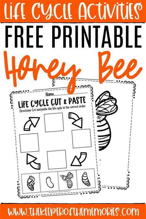 Free Printable Bee Life Cycle Worksheets - The Keeper of the Memories