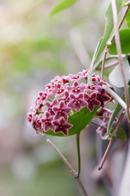 Premium Photo | Pink hoya flower blooming closeup