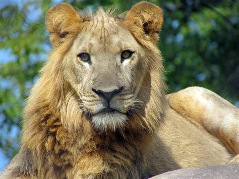 File:African lion, Seneca Park Zoo.JPG - Wikimedia Commons