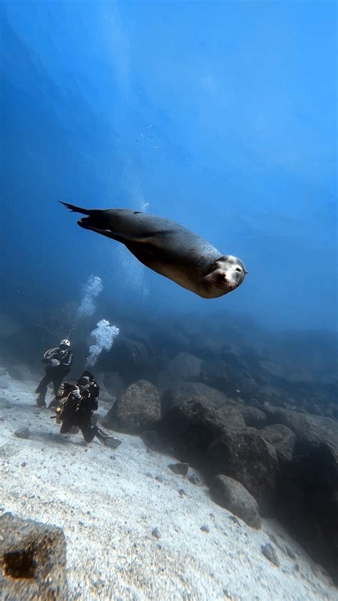 A Sea Lion Swimming · Free Stock Photo