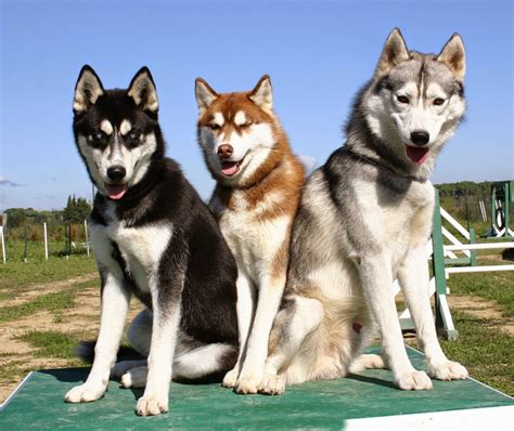 Mundologia: Raças: Husky Siberiano