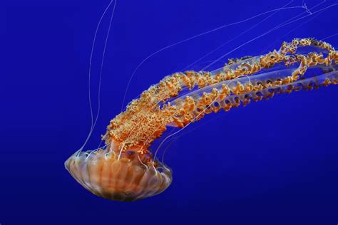 Black sea nettle | Animals | Monterey Bay Aquarium