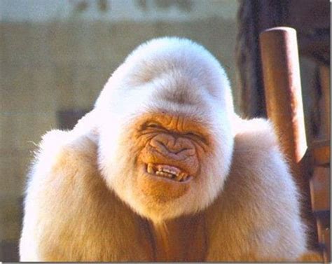 Primati/Scimmie/Gorilla ...(Gorilla ...) albino(Copito de Nieve- Zoo di Barcellona): | Laughing ...