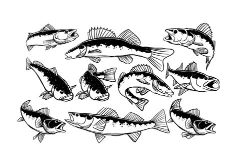 Free Walleye Vector 132015 Vector Art at Vecteezy