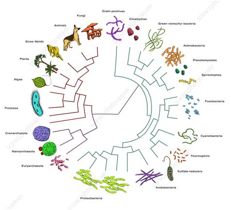 Evolutionary Tree: Bacteria - Stock Image - C039/1103 - Science Photo ...