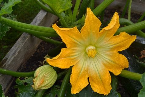 Out2play in the garden: Floral Friday: Edible Flowers - Courgette Flowers