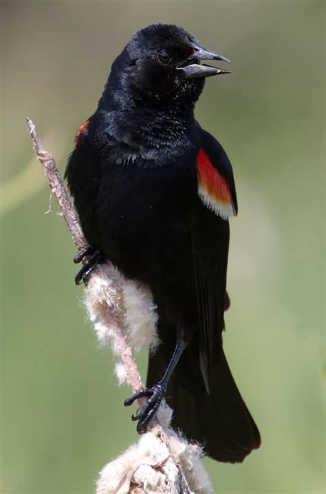 Red-winged Blackbird | San Diego Bird Spot