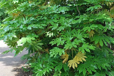 Fatsia Japonica. Garden Shrubs for Sale UK. Letsgoplanting.co.uk