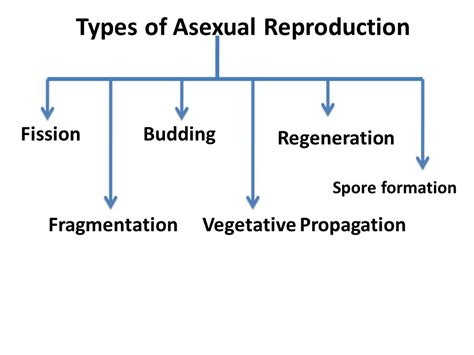 Describe types of asexual reproduction.