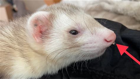 Calm Ferret Caught a Cold. **See Description** Cinnamon - YouTube