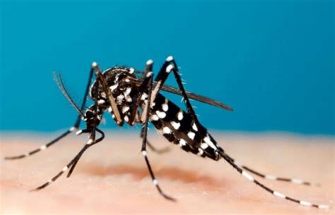 Jom Cegah Pembiakan Nyamuk Aedes - ERATUKU