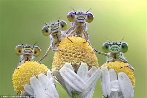 Incredible photographs capture groups of bug-eyed dragonflies | Daily Mail Online