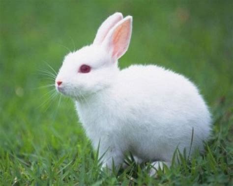 Cute Rabbit HD beautiful wallpapers Picture Free for Desktop | HD Walls