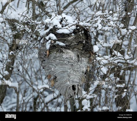 Abandoned Bald faced hornets nest in winter, Dolichovespula maculata ...