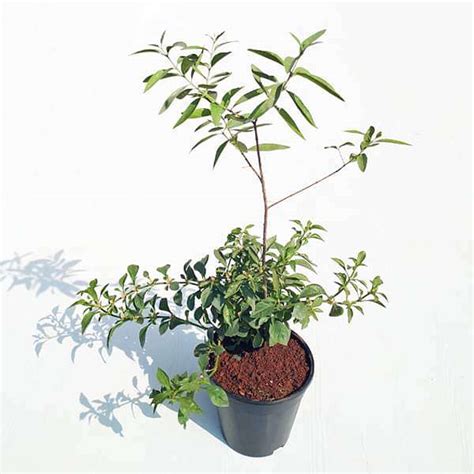 Buy White Sandalwood Tree, Chandan Tree - Plant online from Nurserylive at lowest price.