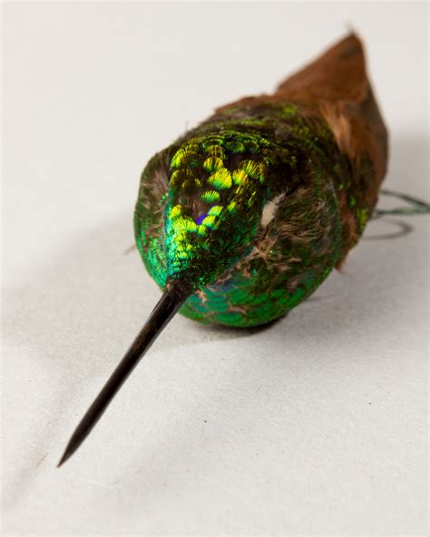 Taxidermy Rainbow starfrontlet hummingbird