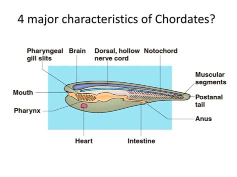 PPT - Introduction to Chordata PowerPoint Presentation, free download ...