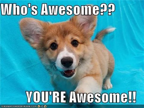 Who's Awesome?? YOU'RE Awesome!! Love My Dog, Pembroke Welsh Corgi Puppies, Corgi Puppy, Puppy ...