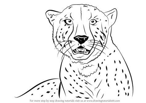 Learn How to Draw a Cheetah's Face (Big Cats) Step by Step : Drawing Tutorials