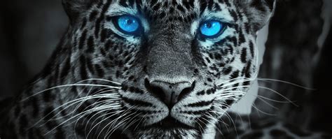 2560x1080 Tiger Glowing Blue Eyes Wallpaper,2560x1080 Resolution HD 4k Wallpapers,Images ...