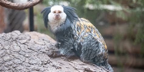 Geoffroy's marmoset | Smithsonian's National Zoo and Conservation Biology Institute