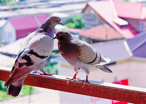 Why Do Pigeons Keep Coming to My Balcony? How to Stop Them ...