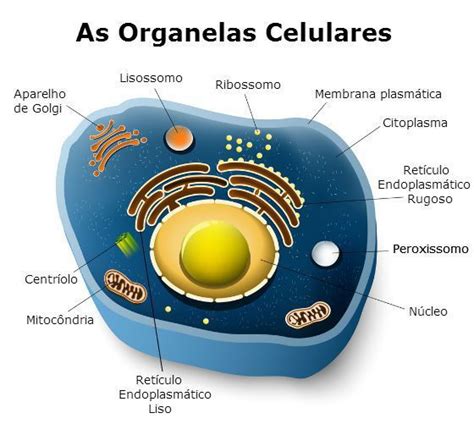 Características e Estrutura da Célula Animal - Toda Matéria