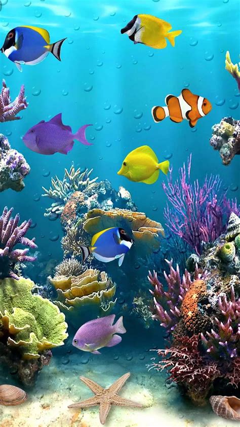 Under the ocean, bubbles, colorful, dolphin, fish, plants, water, HD phone wallpaper | Peakpx