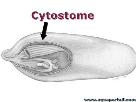 Cytostome : définition et explications