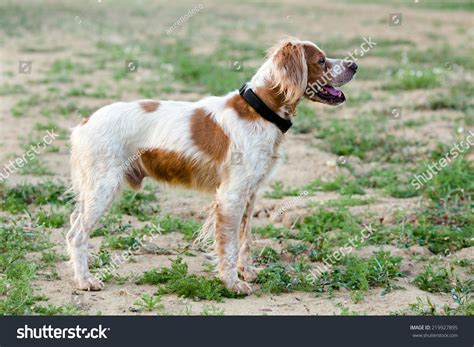 Epagneul Breton Spaniel Breton Brittany Spaniel Stock Photo 219927895 ...