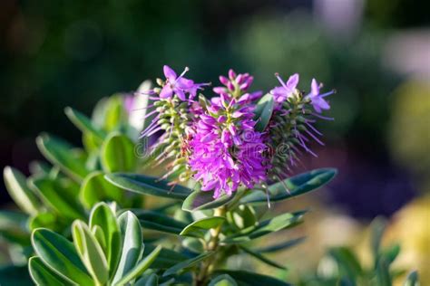 Purple Queen Hebe First Spring Flowers on Green Shrub with Bokeh Stock ...