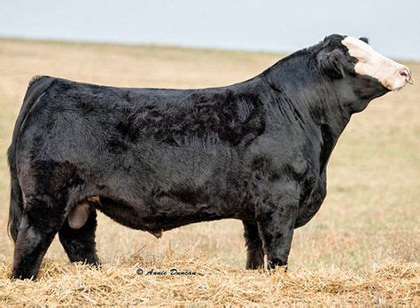 99 Black Baldy Bulls ideas | show cattle, cattle, bull