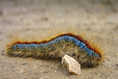 Caterpillar Sting: Symptoms, Diagnosis, And Treatment