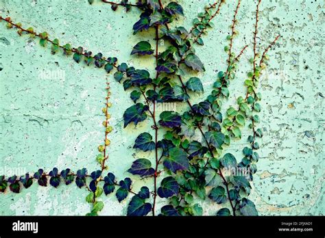 Ivy wall texture hi-res stock photography and images - Alamy