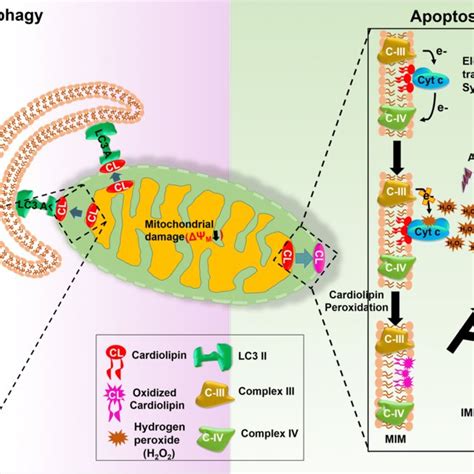 Multifunctional role of cardiolipin in regulating mitophagy and... | Download Scientific Diagram