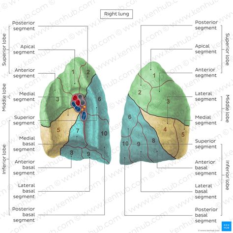 Posterior Lung Lobe Anatomy | SexiezPicz Web Porn