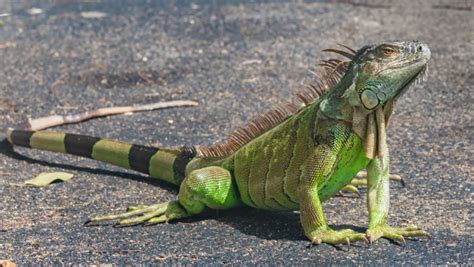 Hunting Season for Iguana is closed - Belize News and Opinion on www.breakingbelizenews.com