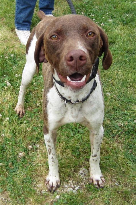 Male, 1Yrs liver/white German Shorthaired Pointer Dog 2533… | Flickr